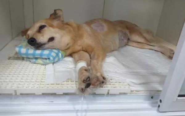 Cadela que seguiu o dono com câncer até hospital morre com a mesma doença, em João Pessoa