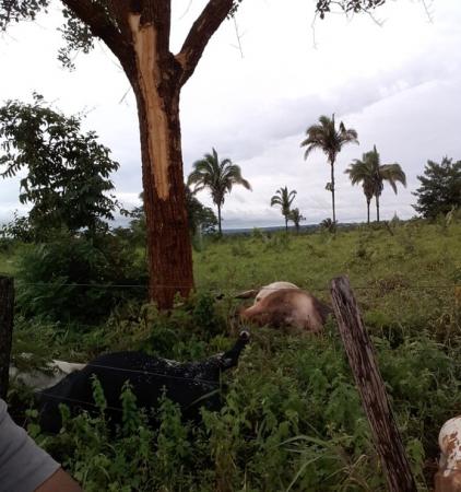 Raio atinge árvore e mata seis vacas em pasto de chácara
