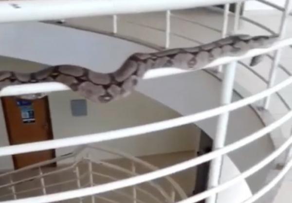 Cobra é resgatada pela Guarda Ambiental após aparecer em corrimão na UFT
