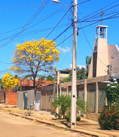 Palmas, terra onde os Ipês se destacam e dão cores as ruas