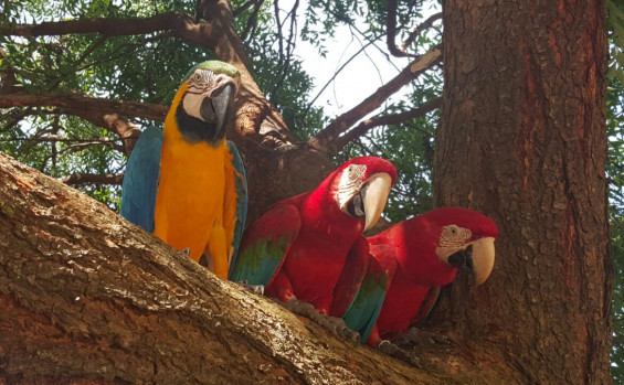 Governo do Tocantins lança campanha Animal silvestre não é Pet
