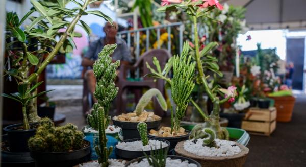 Taquaruçu terá programação especial com Feira Jardim Encantado
