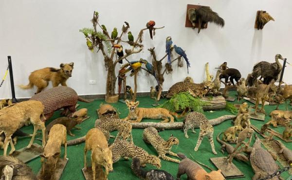 Visitação ao Museu de Zoologia e Taxidermia da Unitins é opção gratuita para programação de férias
