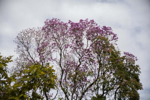 Árvores com flores rosas e amarelas estão florindo em diversos pontos de João Pessoa