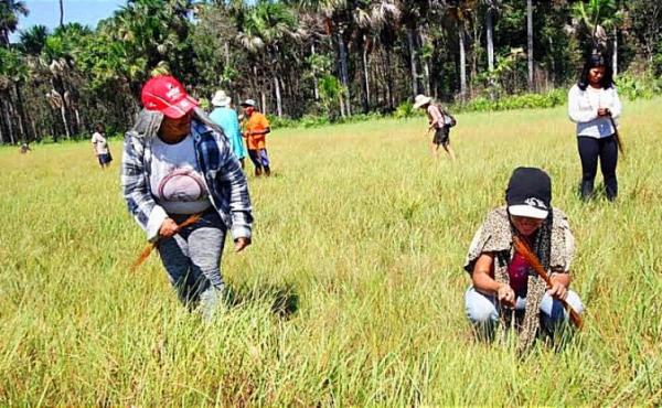 Com apoio do Governo do Tocantins, Festa da Colheita do capim-dourado ressalta arte difundida por Dona Miúda