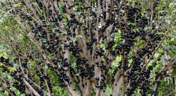 Festa da Jabuticaba promete delícias e experiências únicas de 6 a 8 de outubro