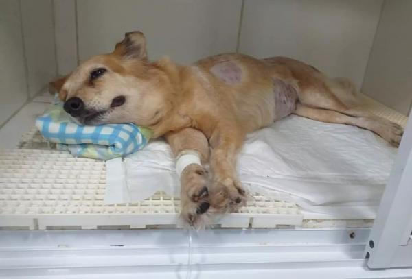 Cadela que seguiu dono com câncer ate hospital está com a mesma doença, em João Pessoa 
